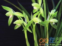 关于兰花的古诗词（用兰花比喻君子人品的诗句好句）