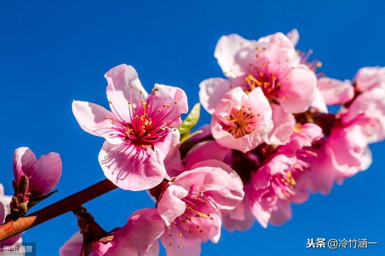 10首绝美古诗桃花诗（十首著名的桃花诗句说说）