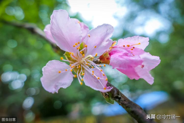 10首绝美古诗桃花诗（十首著名的桃花诗句说说）