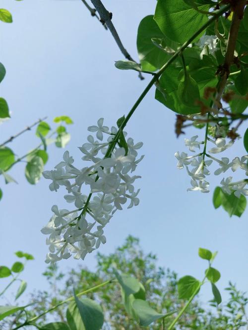 赞美丁香开得旺的诗句（形容丁香花香的唯美短句赠言）