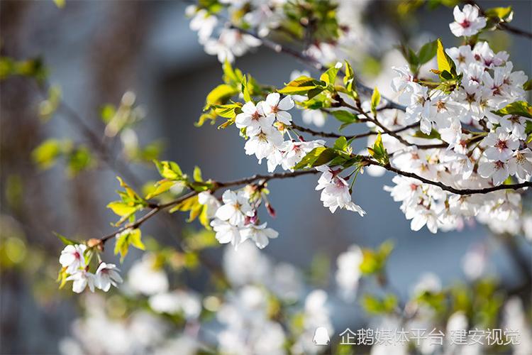 赞美樱花盛开的诗句（表达对樱花的喜爱的精辟）