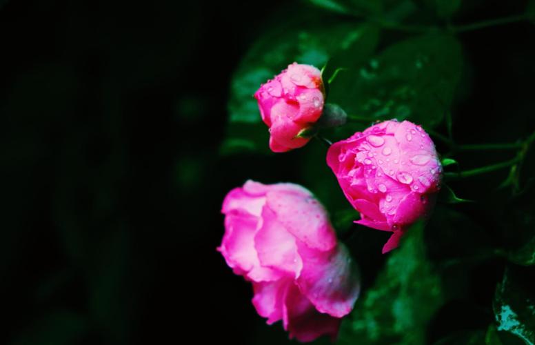 花开花落的经典语录（花开花落感悟人生句子诗句）