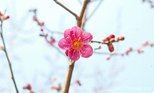 回家感慨人生句子（回家经典说说心情短语佳句）