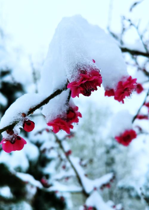 赞美梅花精神的诗句（形容梅花香的文案）