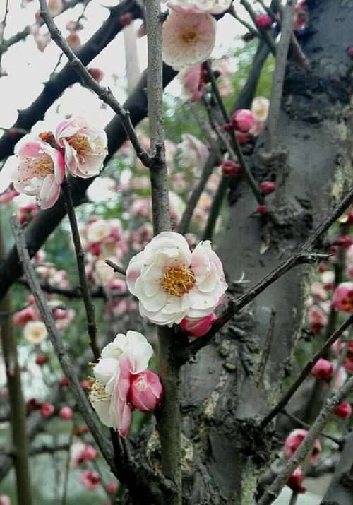 赞美梅花精神的诗句（形容梅花香的文案）