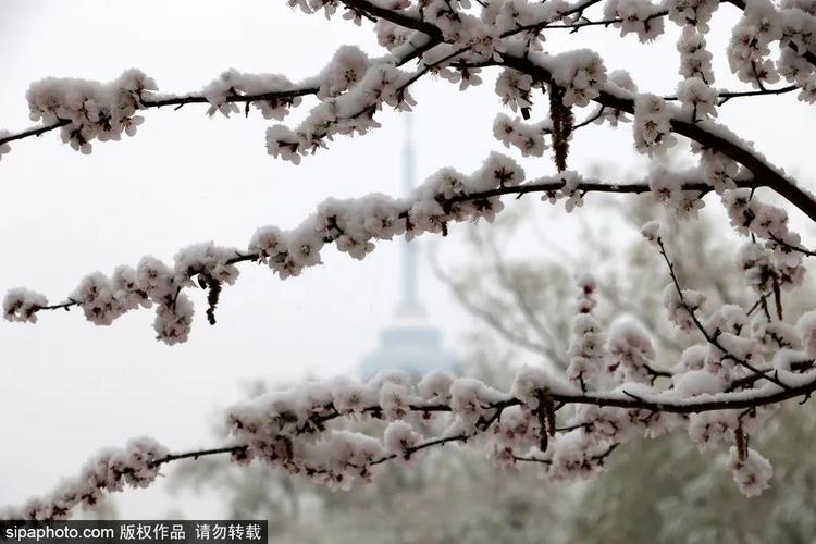 描写春雪的古诗（对春雪的描写唯美句子好句）