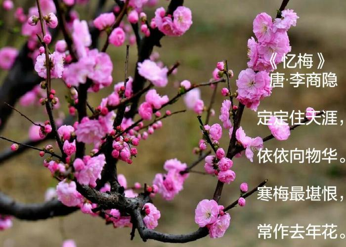 带酒的诗句飞花令（带月的飞花令长句）