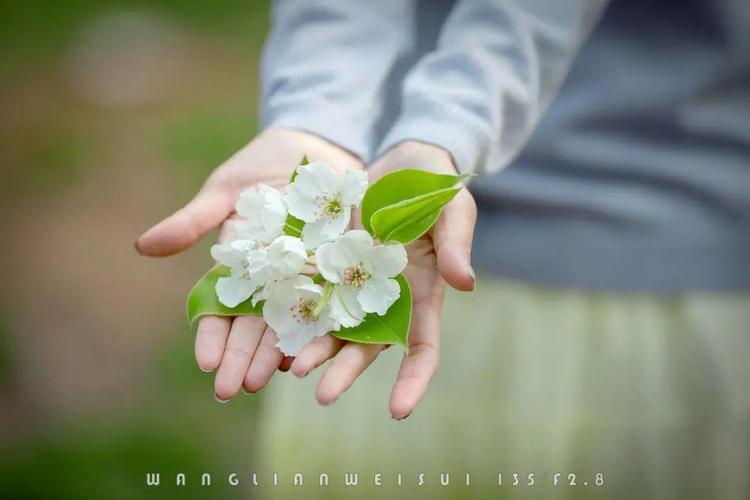 梨花的句子唯美短句拟人（赞美梨花的诗句千古名句语录）