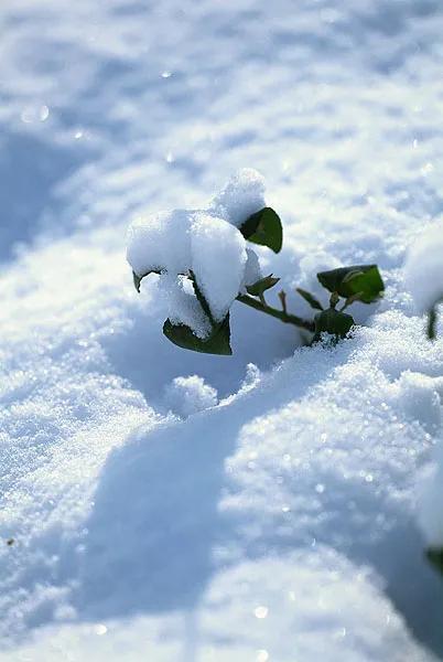 描写大雪的诗句唯美（赞美雪的唯美句子寄语）