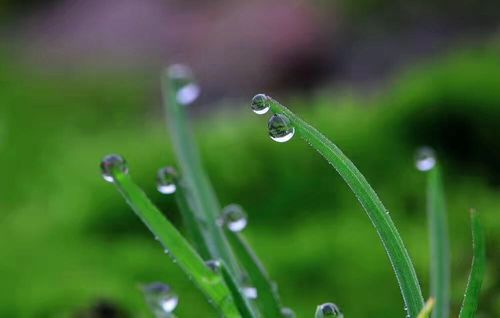 春雨造句大全（描写春雨滋润万物的句子佳句）