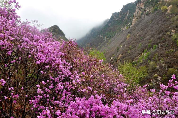 看见杜鹃花的心情句子（杨万里杜鹃花的诗词长句）