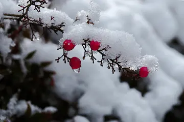 冬雪纷飞作文600字初中（冬雪的美丽）