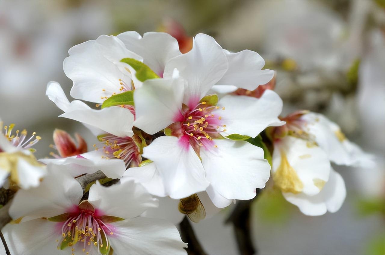 唯美的杏花古诗词大全（分享6首杏花诗）