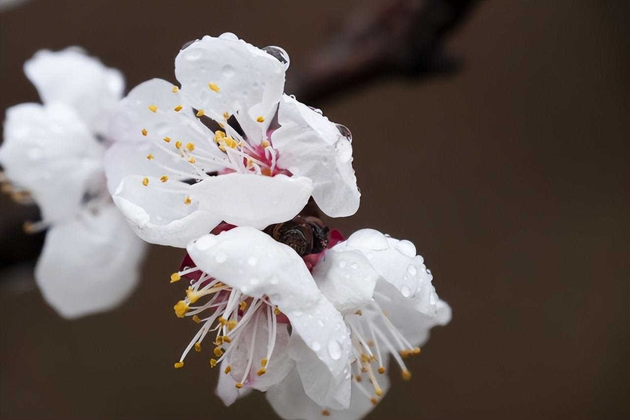 唯美的杏花古诗词大全（分享6首杏花诗）