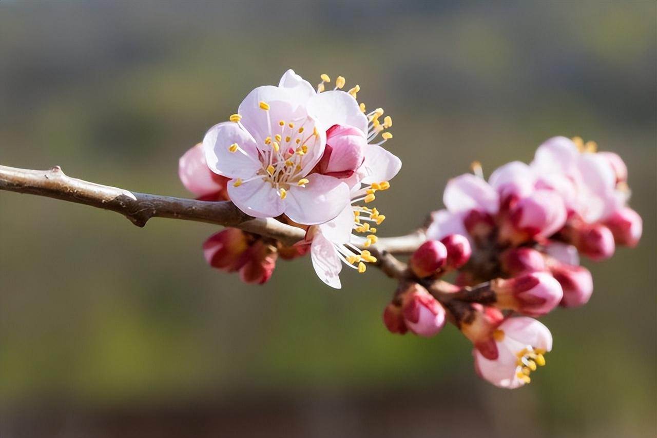 唯美的杏花古诗词大全（分享6首杏花诗）