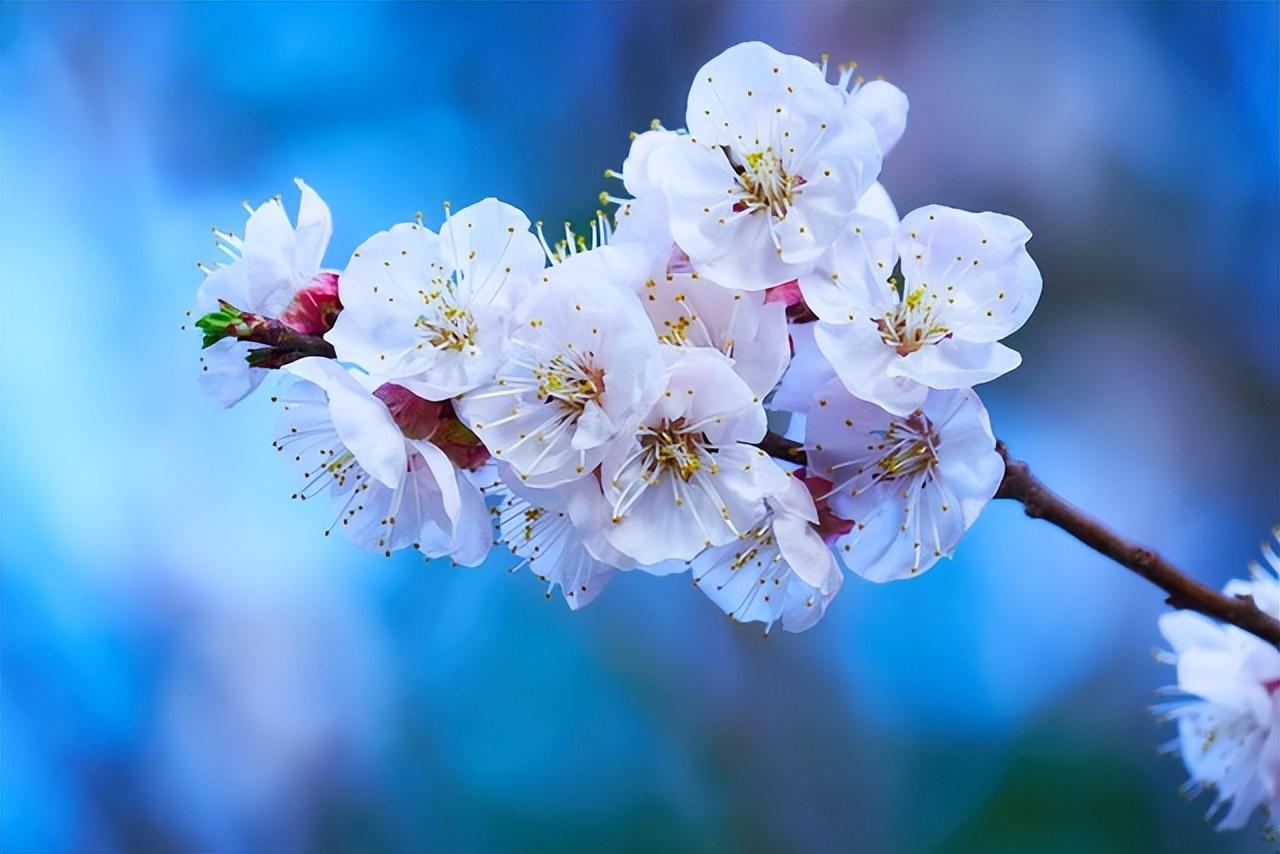 唯美的杏花古诗词大全（分享6首杏花诗）