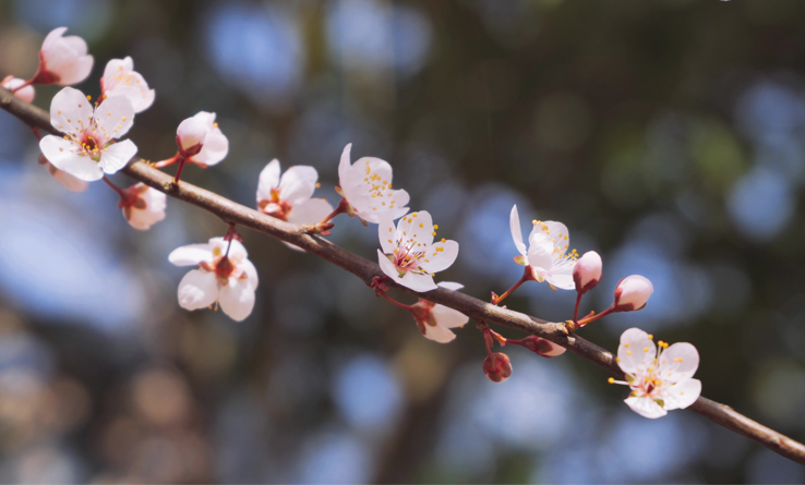 关于杏花的古风诗句（10首杏花诗词）