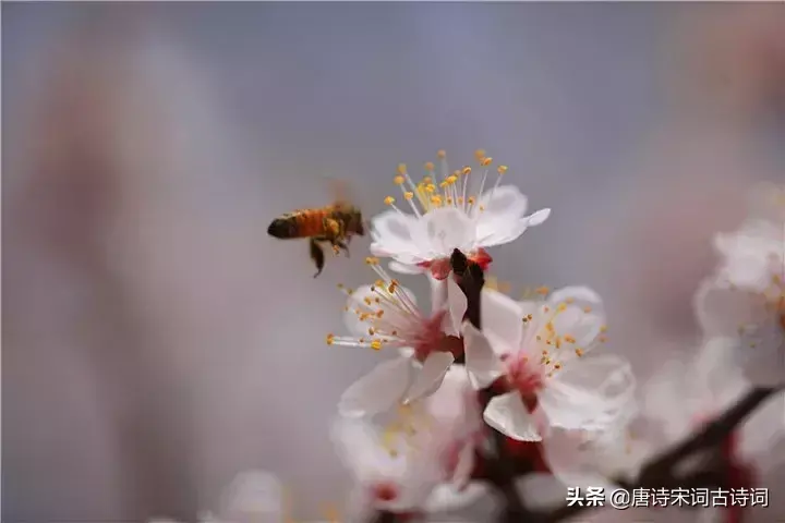 描写杏花的古诗词（惊艳了整个春天的杏花诗词）