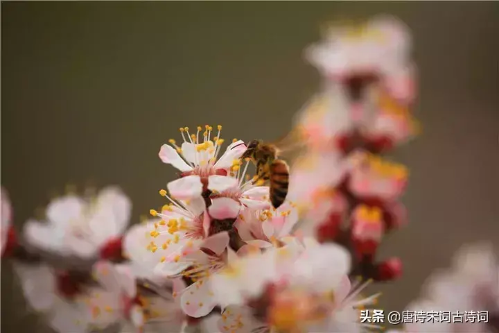 描写杏花的古诗词（惊艳了整个春天的杏花诗词）