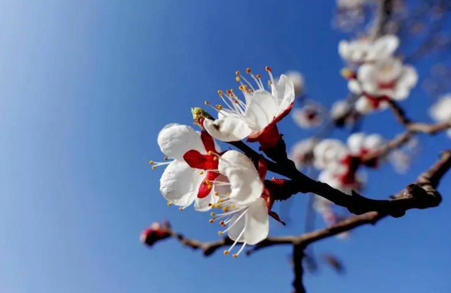 描写杏花的古诗词赏析（十首杏花的唯美诗词）