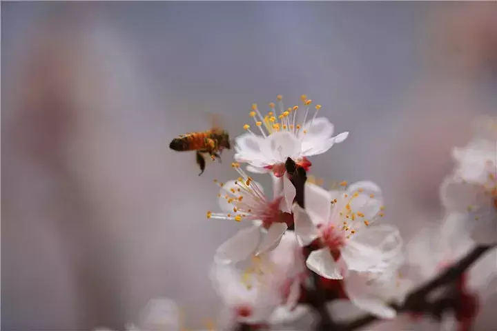 绝美的杏花古诗词赏析（推荐七首杏花诗词）