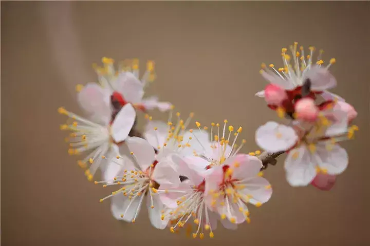 绝美的杏花古诗词赏析（推荐七首杏花诗词）