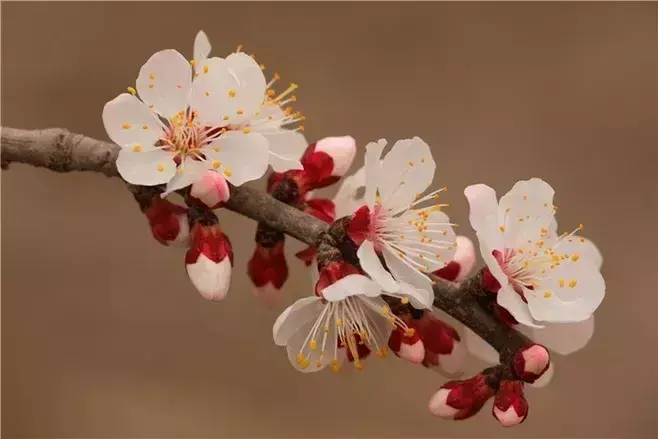 绝美的杏花古诗词赏析（推荐七首杏花诗词）