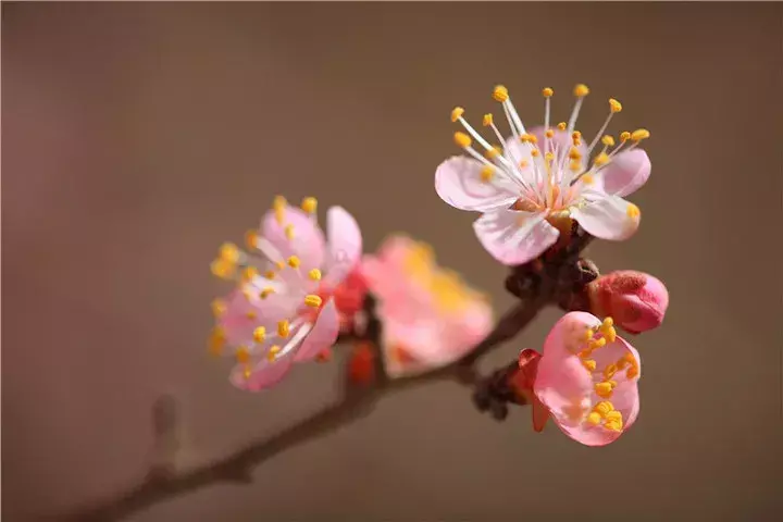 绝美的杏花古诗词赏析（推荐七首杏花诗词）