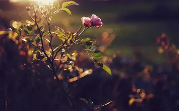 关于人生的风景作文（《人生的风景》）