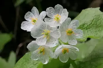 感恩父母的作文（《精彩的感恩节》）