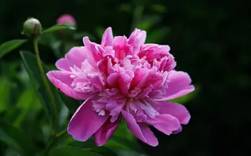 关于教师节的感恩作文（《幸福的感恩节》）