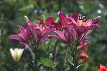 关于教师节的感恩作文（《难忘的感恩节》）