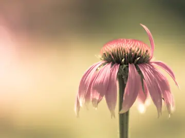 感恩母亲的优秀作文（《精彩的感恩节》）