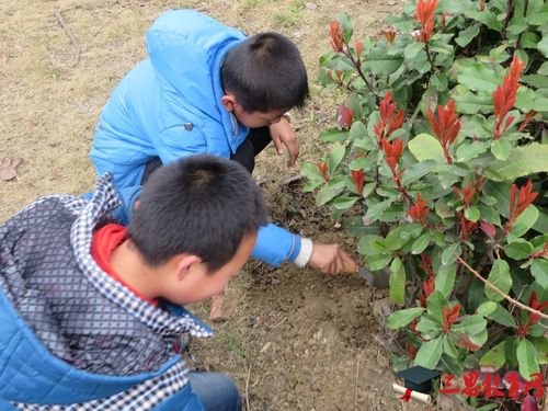 有关难忘的植树节的作文600字（《难忘的植树节：一棵树的故事》）