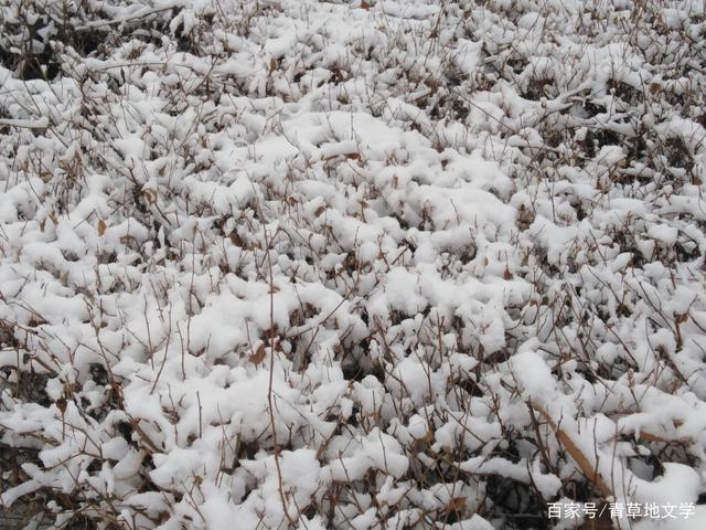 有关雪花落地的簌簌声的作文怎么写（《簌簌雪落时》）