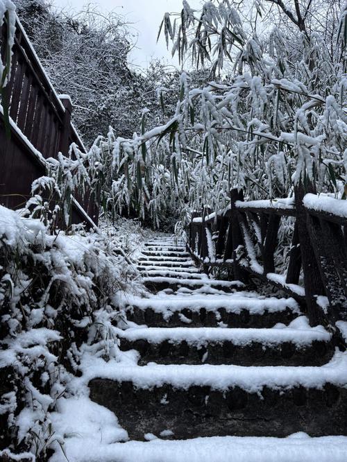 南方冬天的景色作文(没雪)500字（《南方的冬天没有雪》）