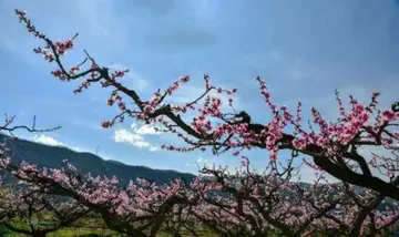 美丽的春天作文（《精彩的春天》）