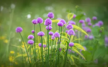 春天的桃花优秀作文（《春天的故事》）