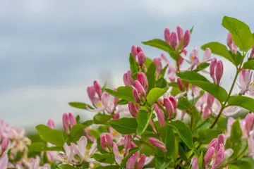 我爱春天的优秀作文（《别样的春天》）