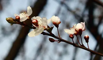 春天的写景作文（《别样的春天》）