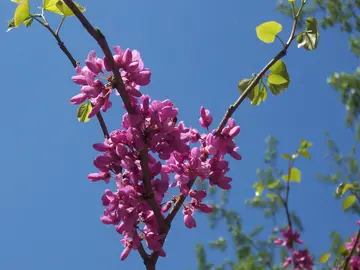 春天的植物优秀作文（《快乐的春天》）