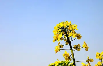 春天的植物优秀作文（《别样的春天》）