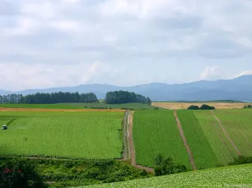 春天的田野优秀作文(《田野的故事》）