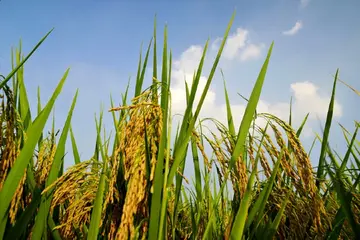 多姿多彩的夏天作文(《夏天的景色》）