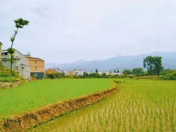 夏天的风景优秀作文(《别样的夏天》）