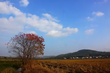 夏天的风景优秀作文(《家乡的夏天》）