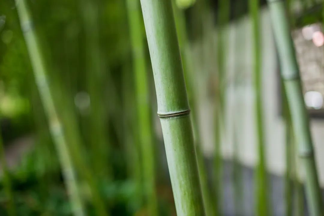 描写初夏的古诗词（春末夏初的唯美诗句）