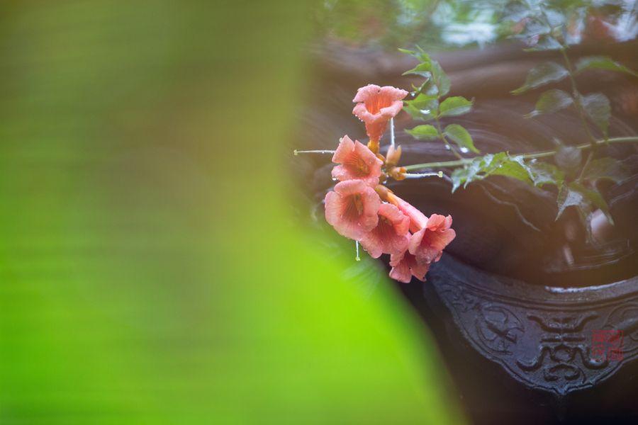 描写初夏的古诗词（6首初夏古诗词）