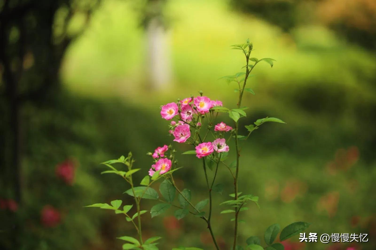 关于初夏诗词大全赏析（20首初夏诗词）