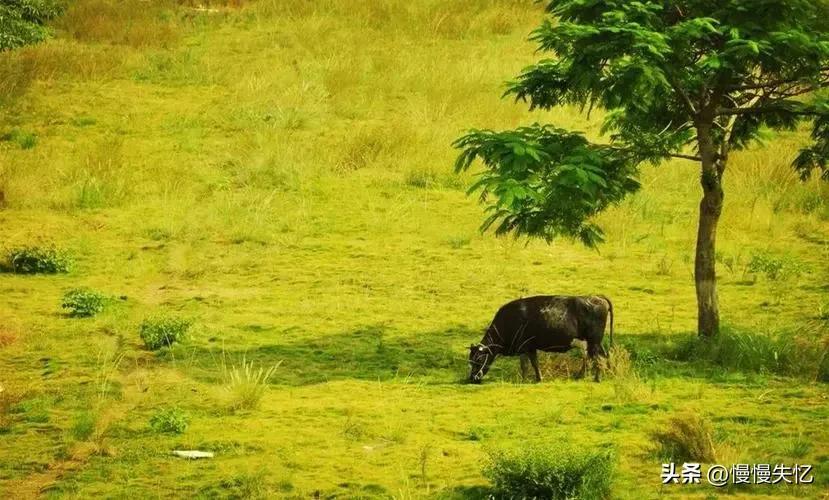 关于初夏诗词大全赏析（20首初夏诗词）